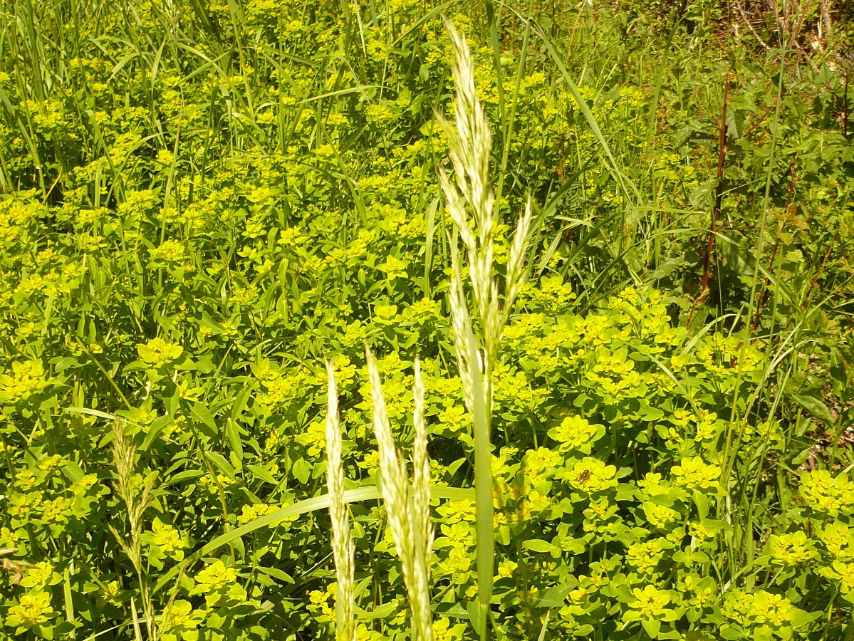 Trisetum flavescens subsp. flavescens (Poaceae)